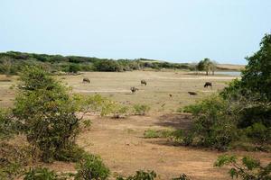 groen landschap met een weiland, een meer en veel waterbuffels in het nationale park minneriya, sri lanka foto