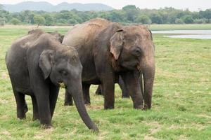 Aziatische olifanten die gras eten in het nationale park van minneriya, in sri lanka. groen landschap rondom. foto