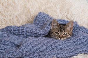 een klein, schattig, grappig katje op een witte pluizige deken. kitten slaapt in een blauwe gebreide trui. kitten in een gezellige sfeer foto