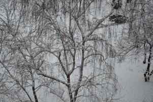 besneeuwde takken en boomstammen in de stad foto