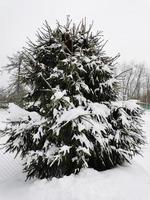 kerstboom in de sneeuw winterdag foto