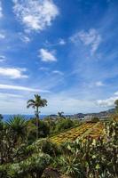 funchal, portugal, 13 februari 2020 - detail van de botanische tuin van madeira in fuchal, portugal. tuin voor het publiek geopend in 1960 en hebben meer dan 345.000 bezoekers per jaar. foto