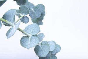 eucalyptus bladeren op een witte achtergrond. blauwgroene bladeren op takken voor abstracte natuurlijke achtergrond of poster foto