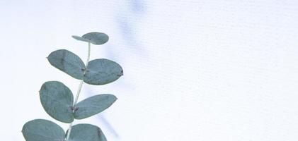eucalyptus bladeren op een witte achtergrond. blauwgroene bladeren op takken voor abstracte natuurlijke achtergrond of poster foto