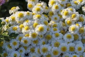 bloemenachtergrond met witte chrysanten foto