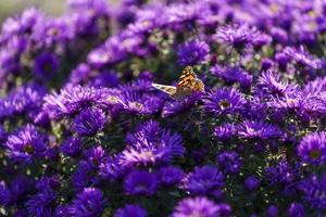 bloemen symphyotrichum novi-belgii paarse kleur foto