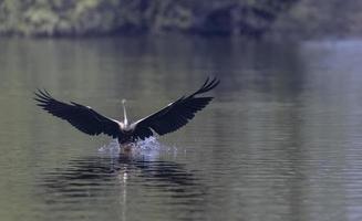 oosterse darter of indische slangvogel die over waterlichaam vliegt. foto