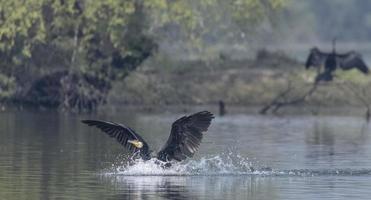 oosterse darter of indische slangvogel die over waterlichaam vliegt. foto