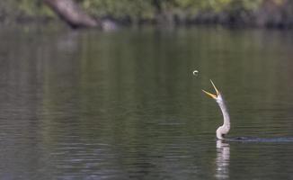 oosterse darter of indische slangvogel die vis vangt bij het waterlichaam. foto