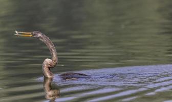 oosterse darter of indische slangvogel die vis vangt bij het waterlichaam. foto