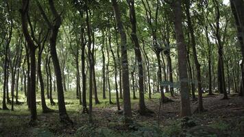 schilderachtige landschap van het groene bos vol bomen. foto