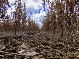 sojabonen planten zonder grondbewerking in maïskolven, in brazilië foto