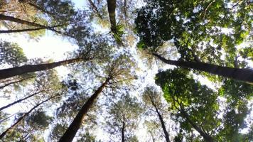 bomen in de bosnatuur foto