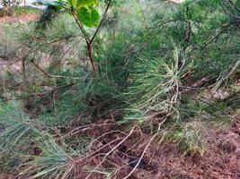 casuarina equisetifolia strand natuur wallpaper achtergrond foto