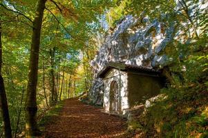 kleurrijk bos in de herfst foto