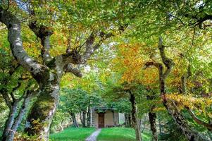 kleurrijk bos in de herfst foto