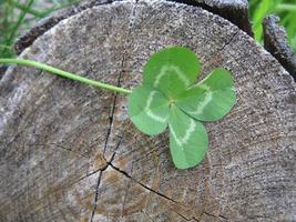 klavertje vier bloem brengt geluk foto