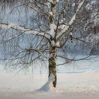 detail van berkenplant tussen de wintersneeuw foto