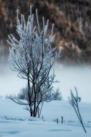 kleine boom bevroren in de sneeuw foto