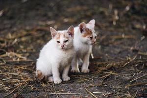 twee kleine witte katten met bruine vlekken op hun hoofd foto