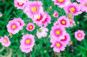 roze kosmosbloem die in de tuin bloeit foto