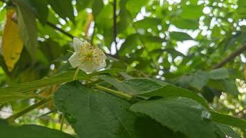 witte bloemen op boombladeren foto