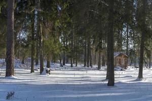 houten prieel in het bos op een zonnige winterdag. foto