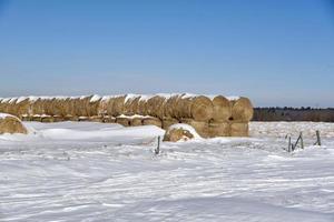 winter in manitoba - besneeuwde ronde balen in een besneeuwd veld foto