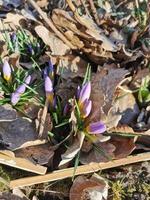 lente achtergrond met bloeiende paarse krokussen in het vroege voorjaar. herfst oude bladeren.krokus iridaceae iris familie, banner afbeelding. foto