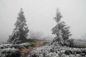 winter bomen in bergen bedekt met verse sneeuw. kopiëren, lege ruimte voor tekst foto