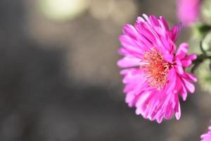 roze bloemen van de struikachtige aster close-up foto