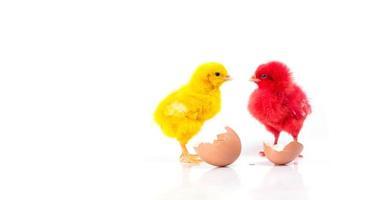 schattige kleine rode kip en gele kip met gebarsten ei, kippenconcept foto