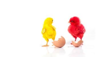 schattige kleine rode kip en gele kip met gebarsten ei, kippenconcept foto