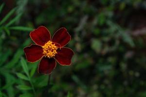 franse goudsbloem tagetes patula, mogelijk een hybride cultivar. foto