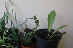 meerdere mooie kamerplanten op tafel foto