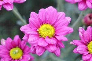 mooie roze bloemen in de bloementuin foto