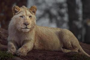 portret van Kaapse leeuw foto