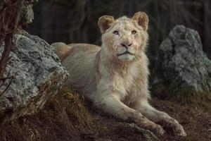 portret van Kaapse leeuw foto