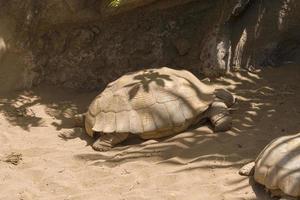 grote schildpad op een zandstrand, tenerife eiland. foto