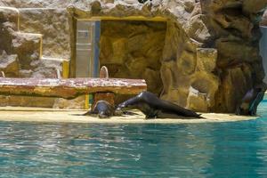 marinezeehond in de dierentuin bij de voorstelling. foto