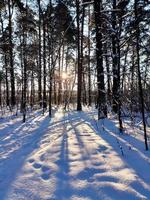 zonsondergang in het besneeuwde dennenbos. zonnestralen breken door de stammen van bomen. foto