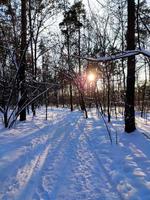 zonsondergang in het besneeuwde dennenbos. zonnestralen breken door de stammen van bomen. foto