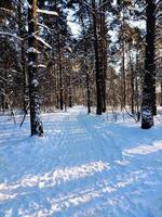 een besneeuwde weg in het bos voor kerstmis. een koud winterlandschap. foto