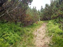 jeneverbespad in bergwandelingen door de berg Karpaten in de buurt van het dorp Lugi foto