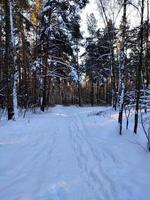 een besneeuwde weg in het bos voor kerstmis. een koud winterlandschap. foto