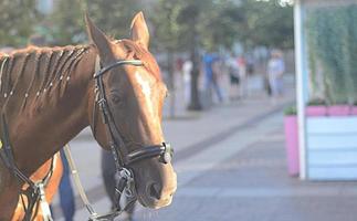 zomerportret van een paard op straat foto