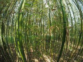 bamboe boom bambusoideae foto