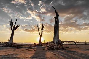 dramatisch landschap van droge bomen verlicht bij zonsondergang. foto