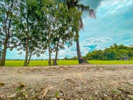 blauwe lucht op een groene rijstveldatmosfeer foto