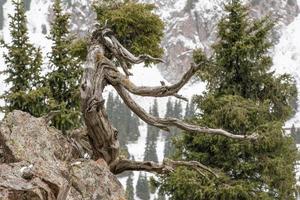 gedroogde boomtak op een rots in de besneeuwde bergen foto